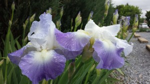 Blooming Irises