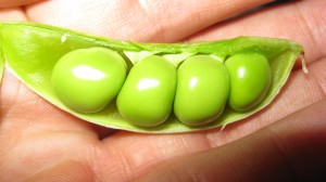 Freshly Shelled Peas