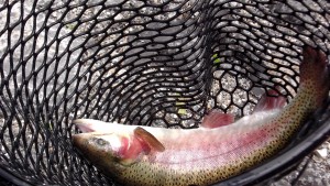 A beautiful Rainbow Trout